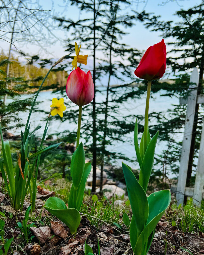 two red tulips and two yellow daffodils on lightly wooded hill overlooking Dyer Harbor