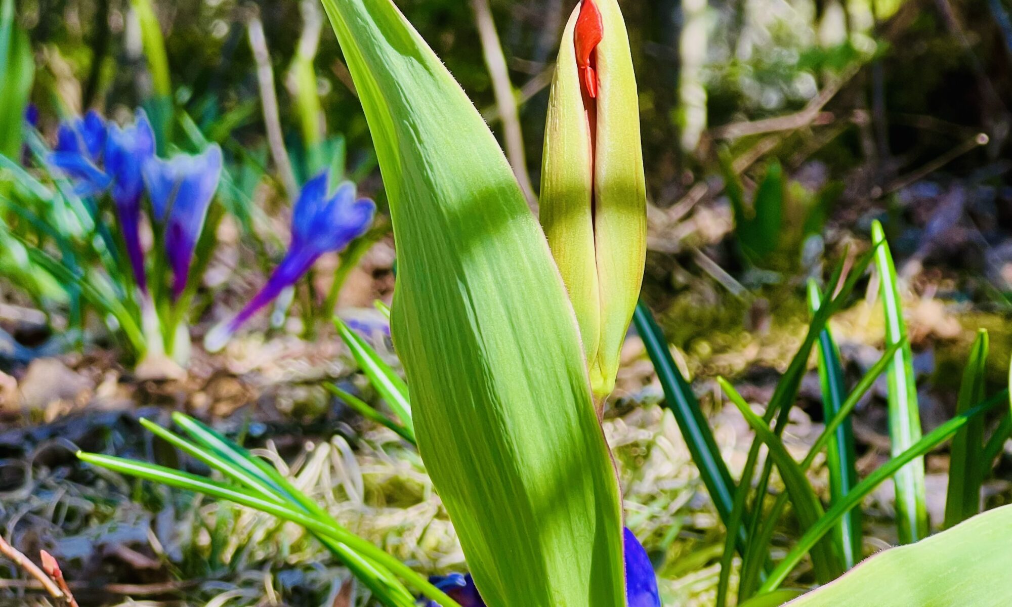 red tulip beginning to open in Spring with purple crocuses in the back ground in the margin of a wooded area