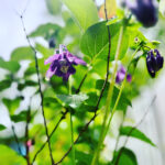 close up of purple Columbine flower amidst green leaves with background of blue sky