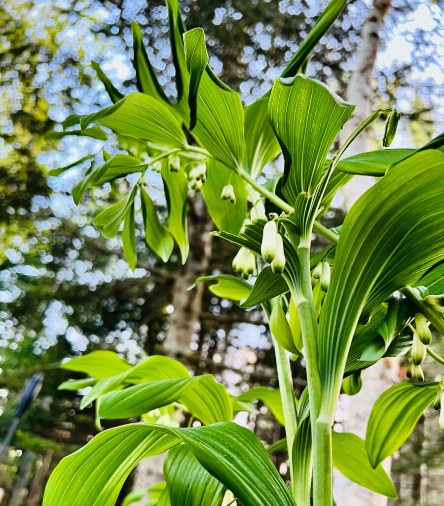 Photo of the plant Solomon's seal in full bloom