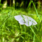 image of white moth holding on to a flowering stem of grass with a background of grass field