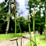 snail traveling on a seed head of grass with gravel road and tree in background