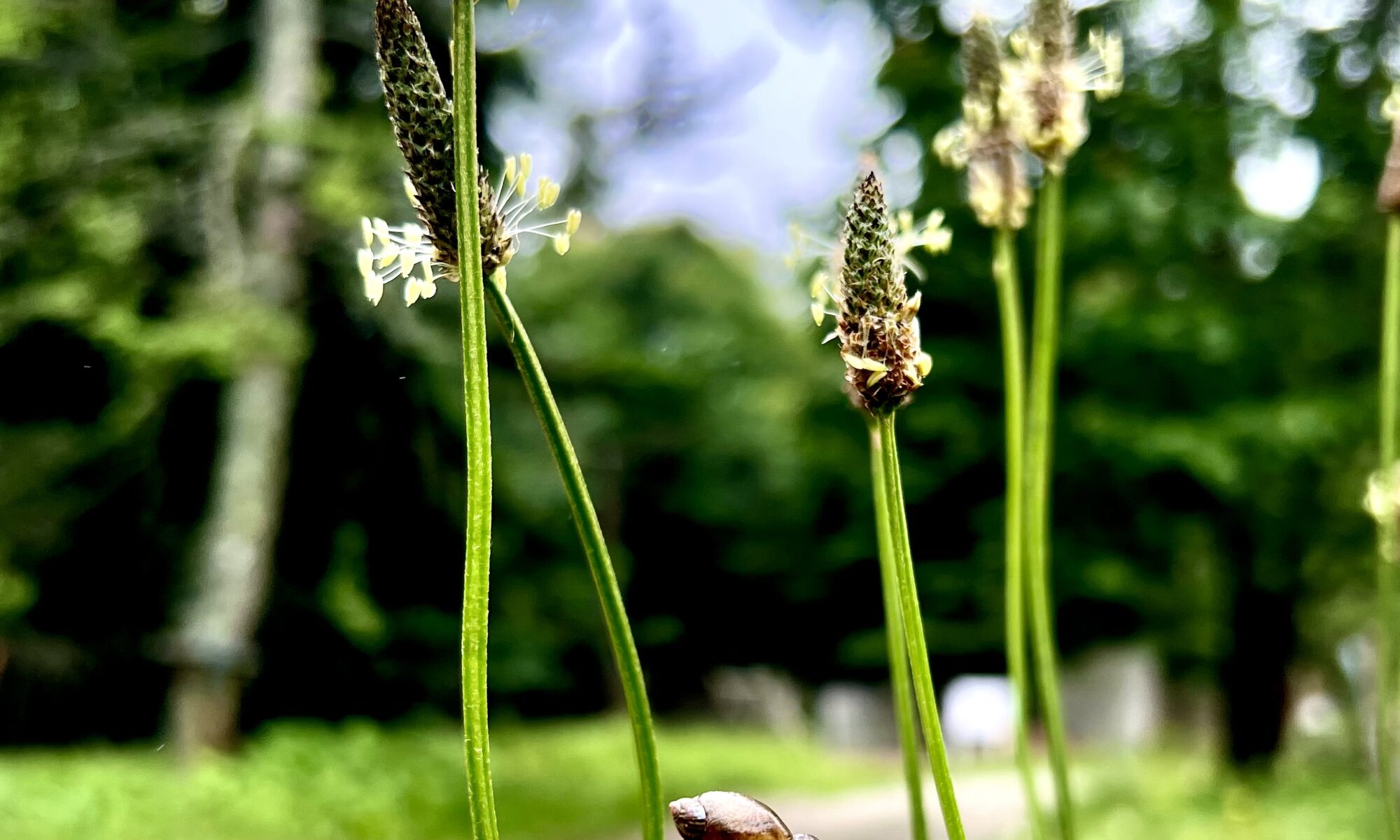 snail traveling on a seed head of grass with gravel road and tree in background