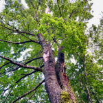 Large Maple Tree tree against background of sky with green leaves and many branches.