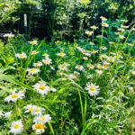 Field of daisies with trees in background.