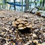 mushrooms on a forest wood chip path foreground with blue hammock and ocean in background