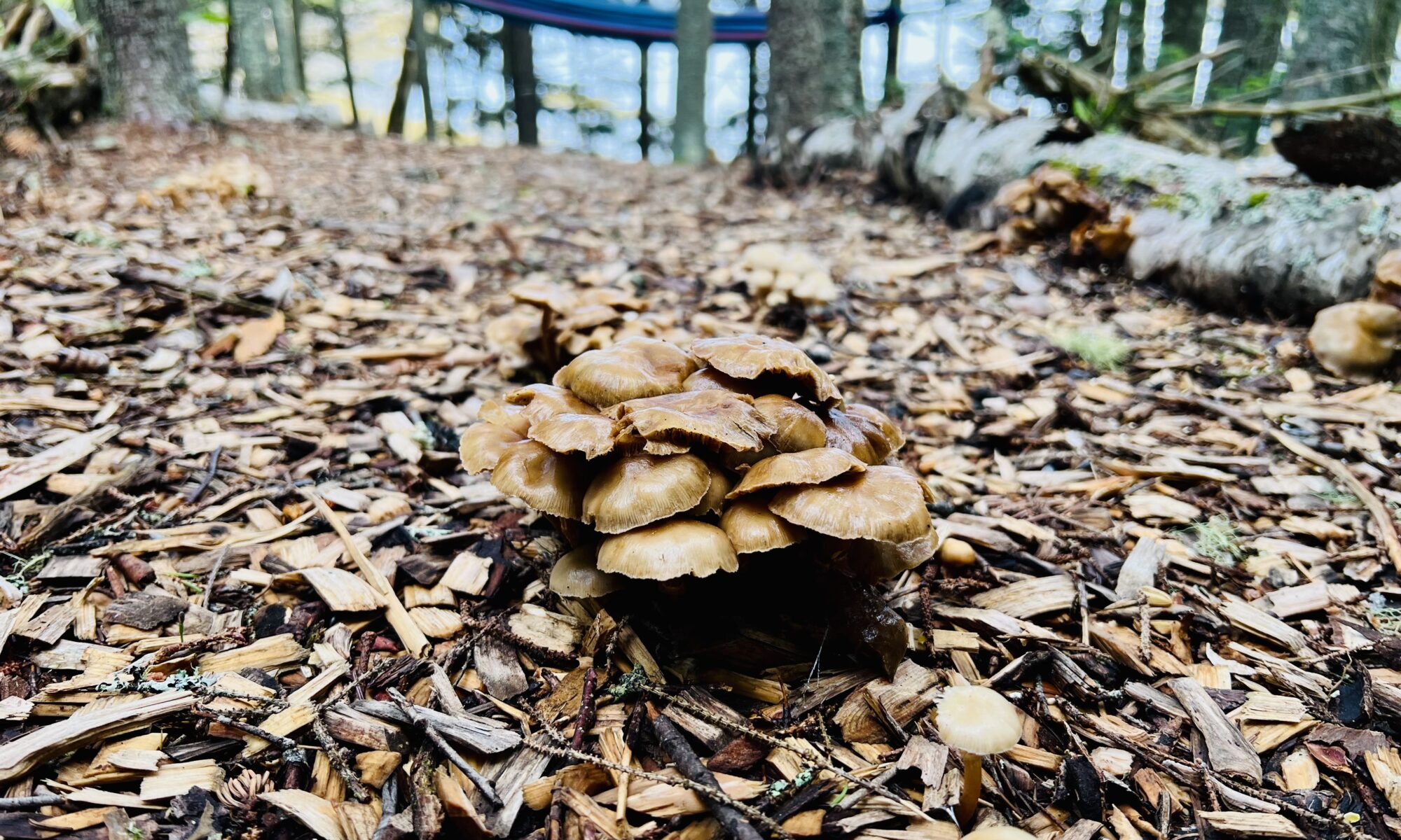 mushrooms on a forest wood chip path foreground with blue hammock and ocean in background