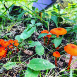 orange mushrooms amidst greenery