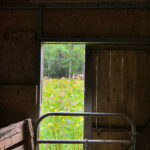 view through barn door and gate of field of yellow golden rod and pink Himalayan balsam with forest beyond