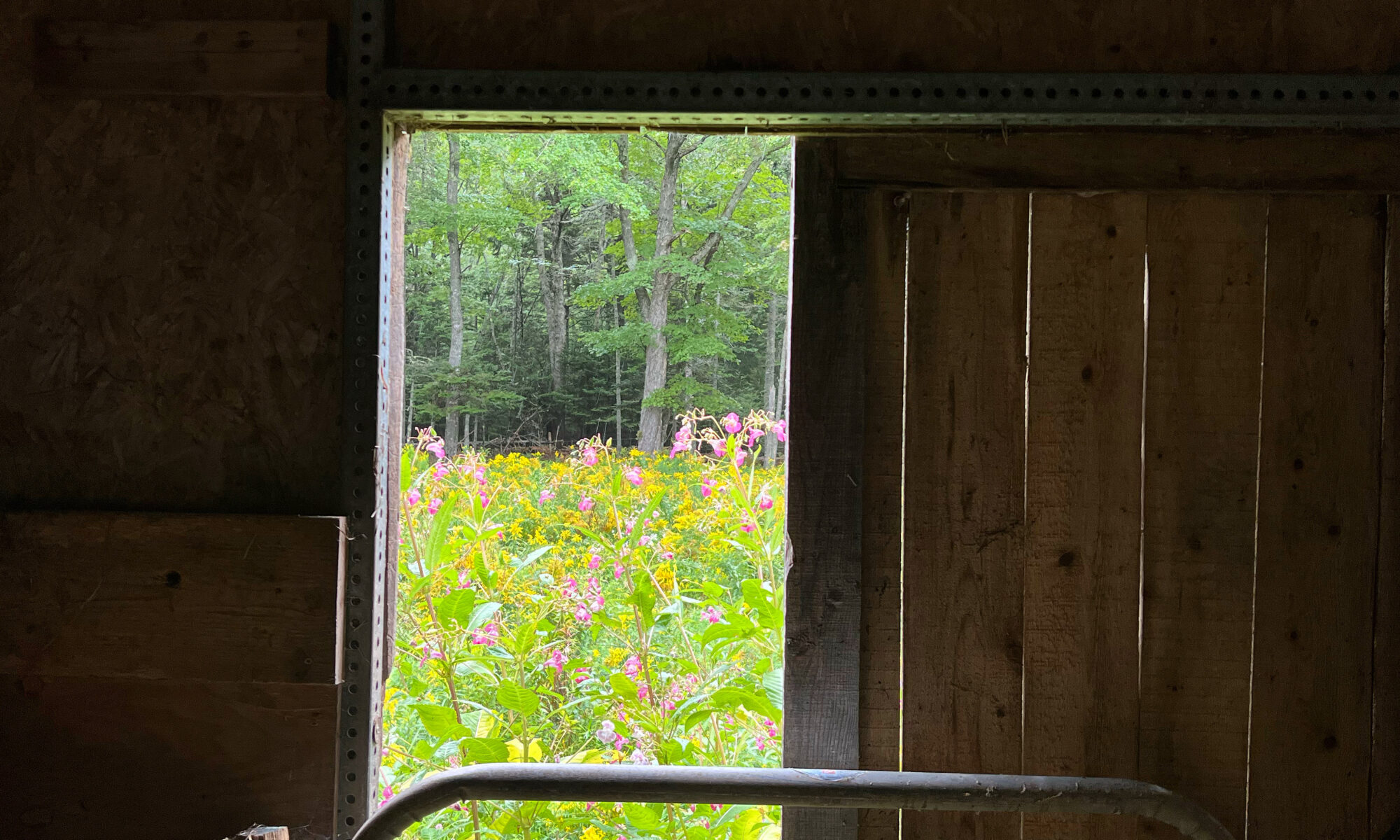 view through barn door and gate of field of yellow golden rod and pink Himalayan balsam with forest beyond