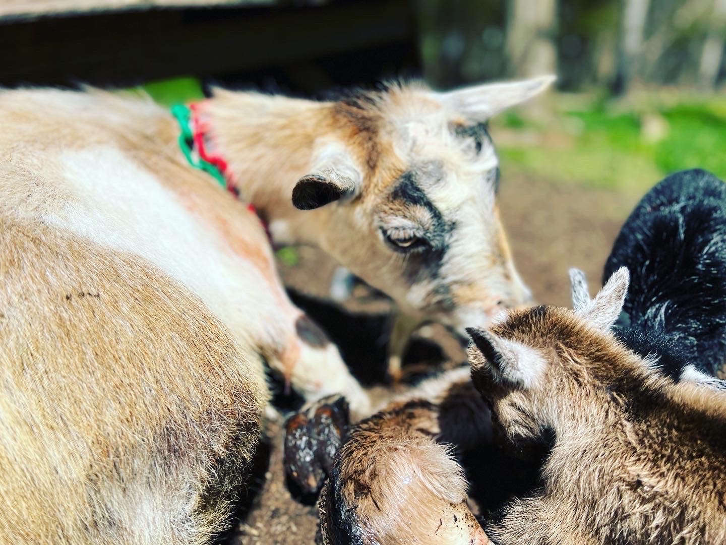 Picture of mother goats with baby goats just after kidding