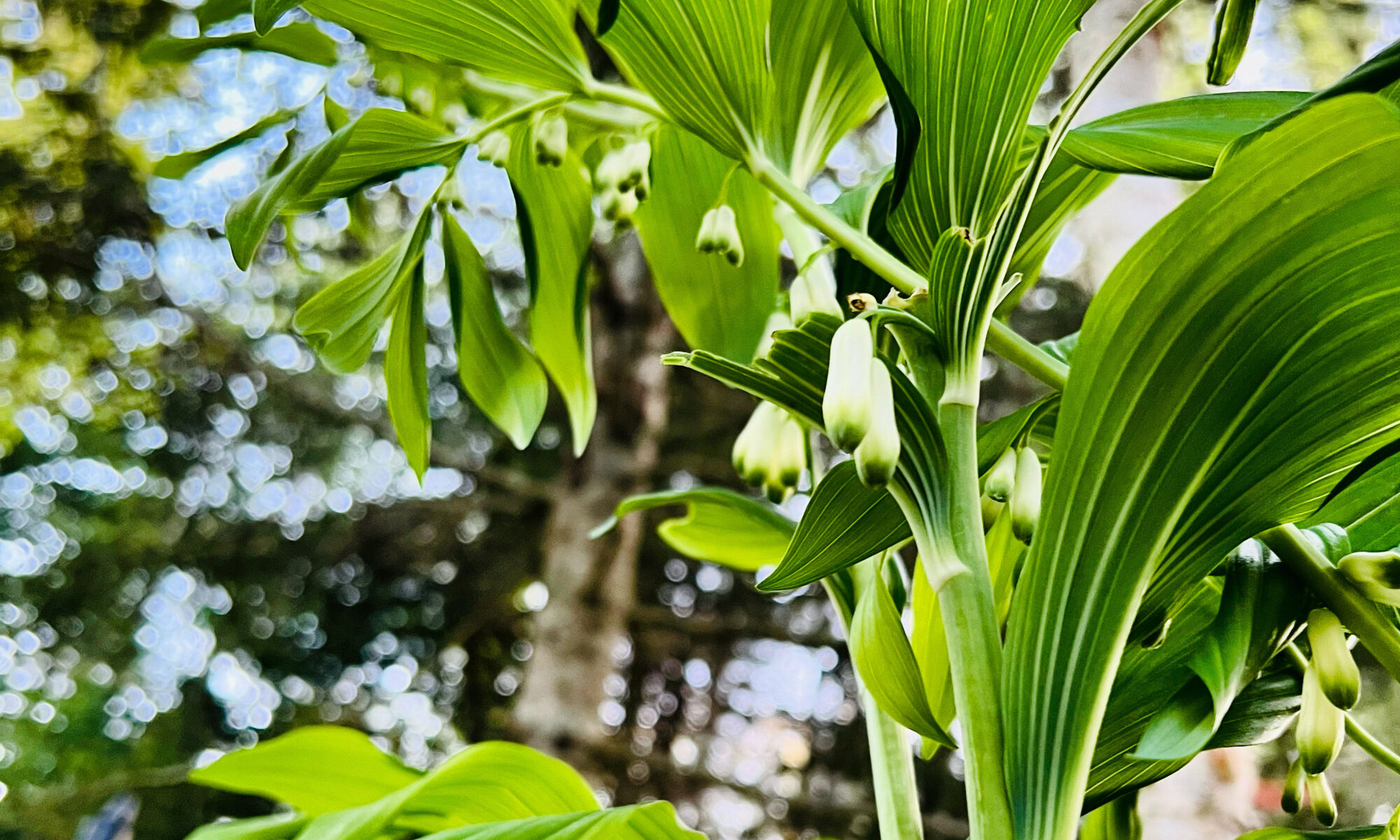 Photo of the plant Solomon's seal in full bloom