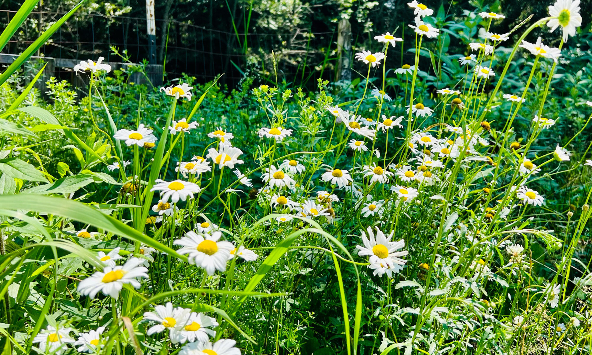 Field of daisies with trees in background.