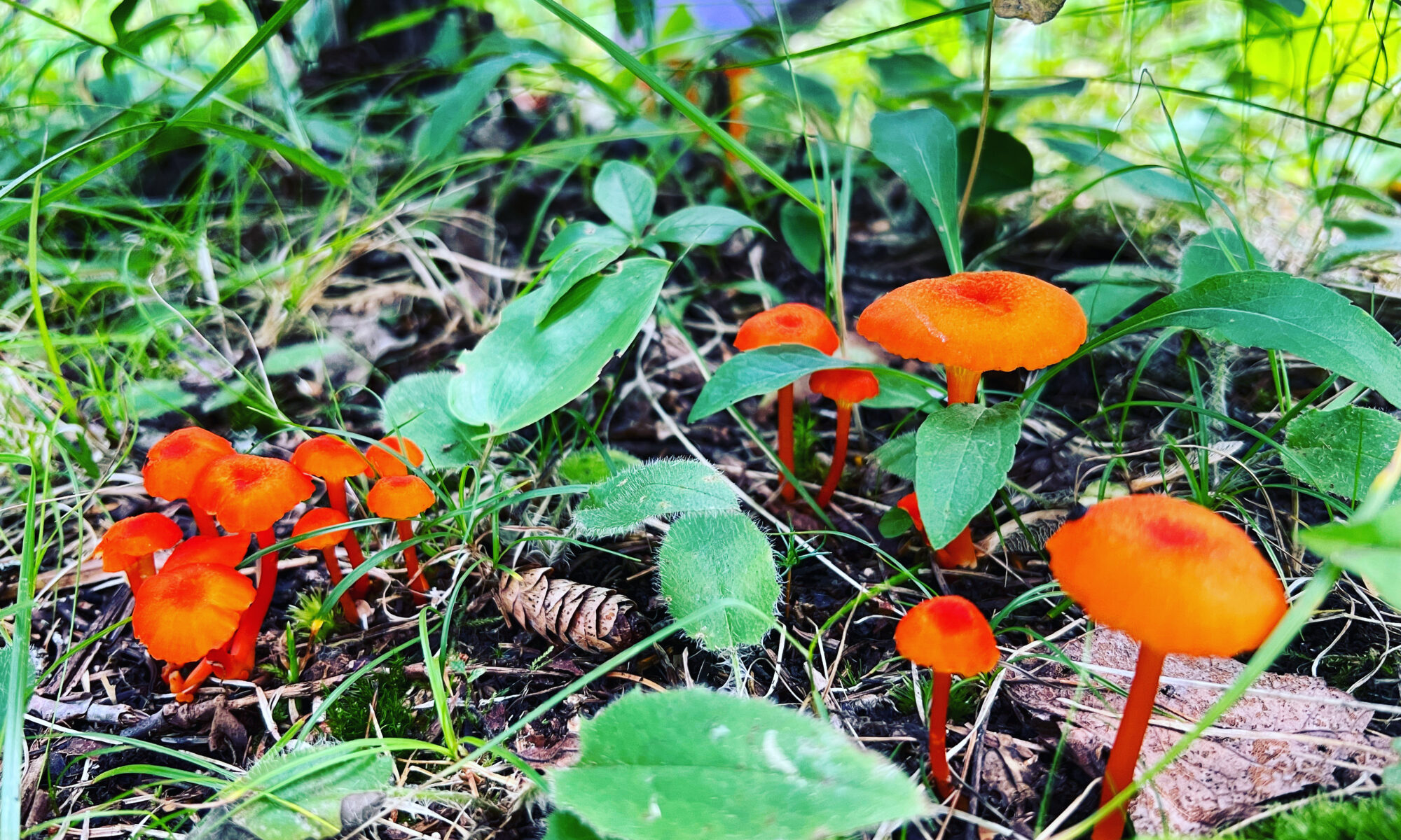 orange mushrooms amidst greenery